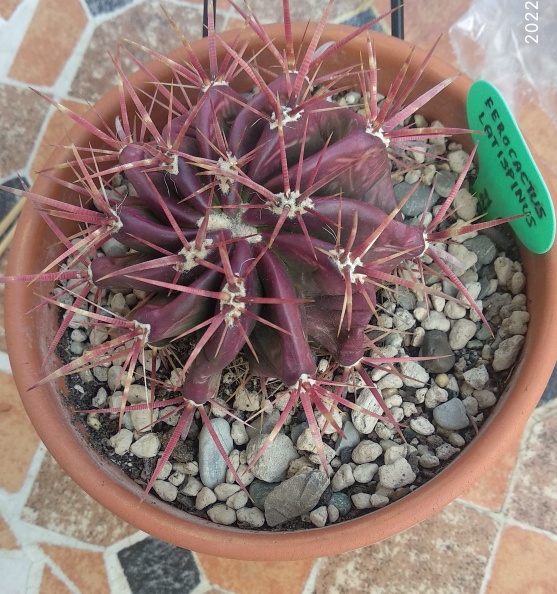 Ferocactus latispinus.jpeg